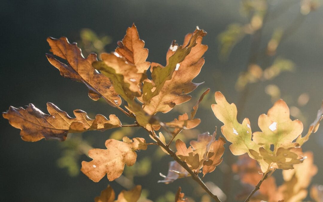 FR-3-Ondevit Therapy Object